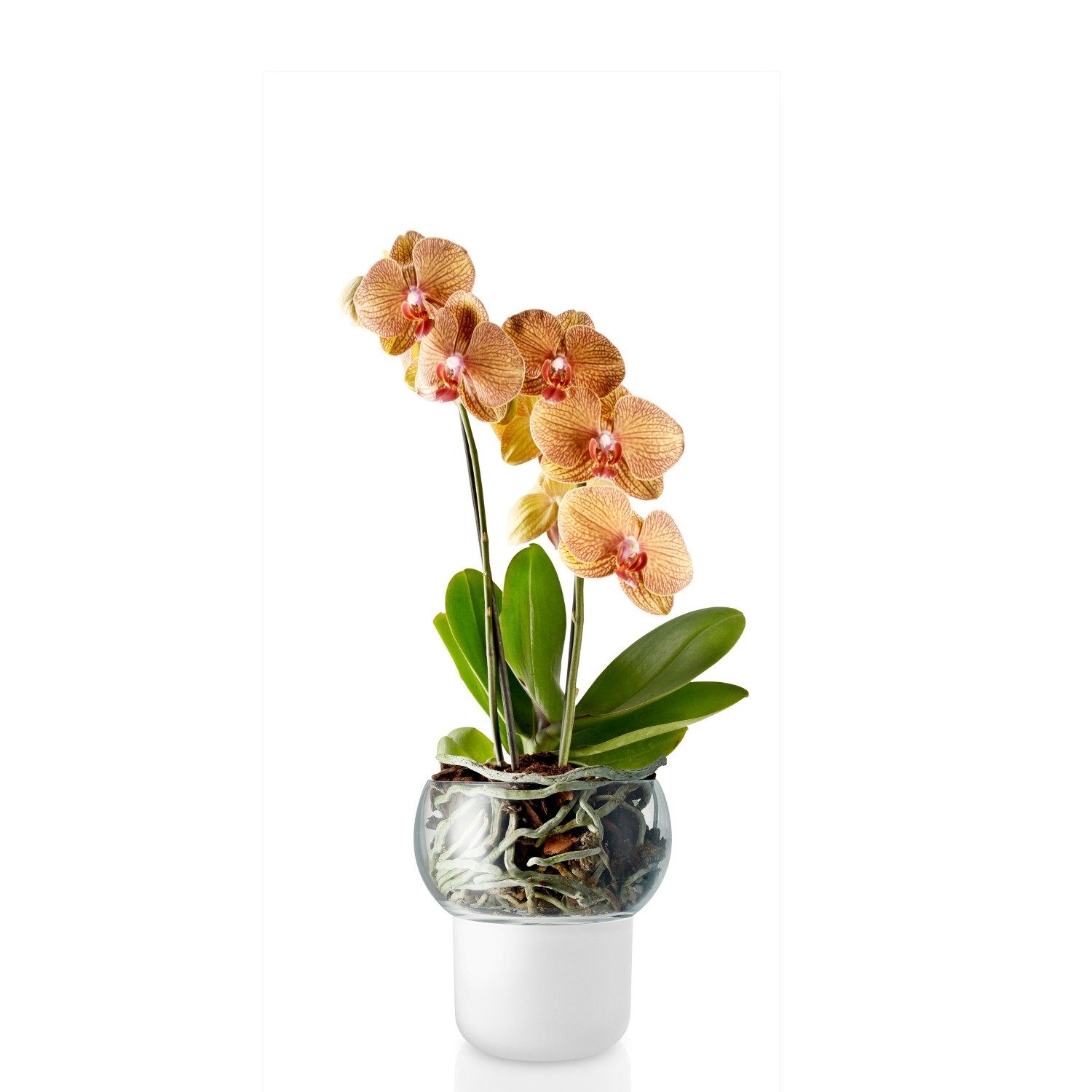 Орхидея в непрозрачном горшке. Фаленопсис Jive. Орхидеи Obi. Орхидея Eva. Орхидея Jive.