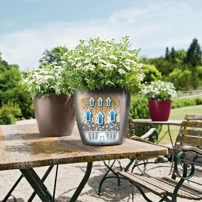 Lechuza CLASSICO color Donica