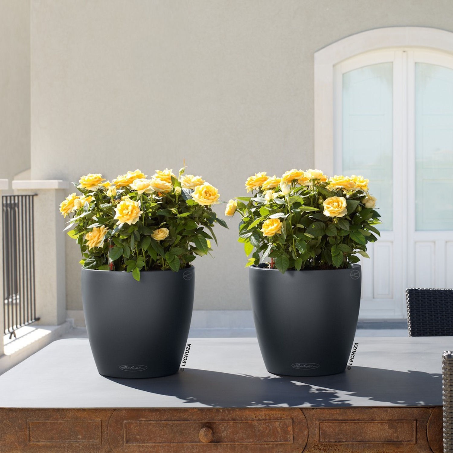 Lechuza CLASSICO color Donica