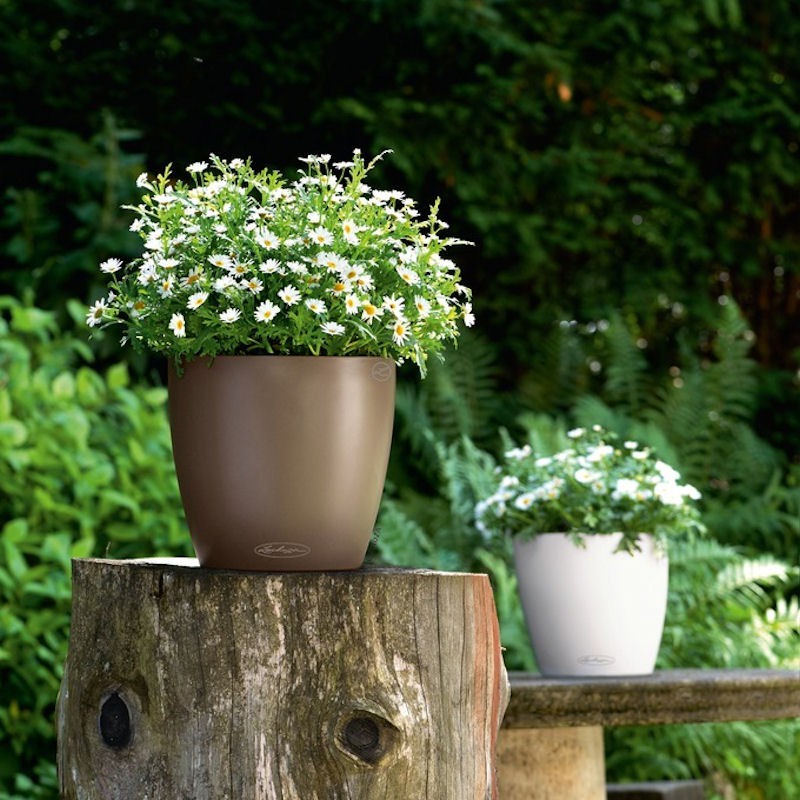 Lechuza CLASSICO color Donica