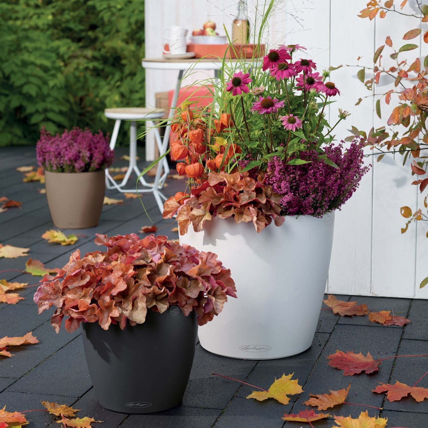 Lechuza CLASSICO color Donica