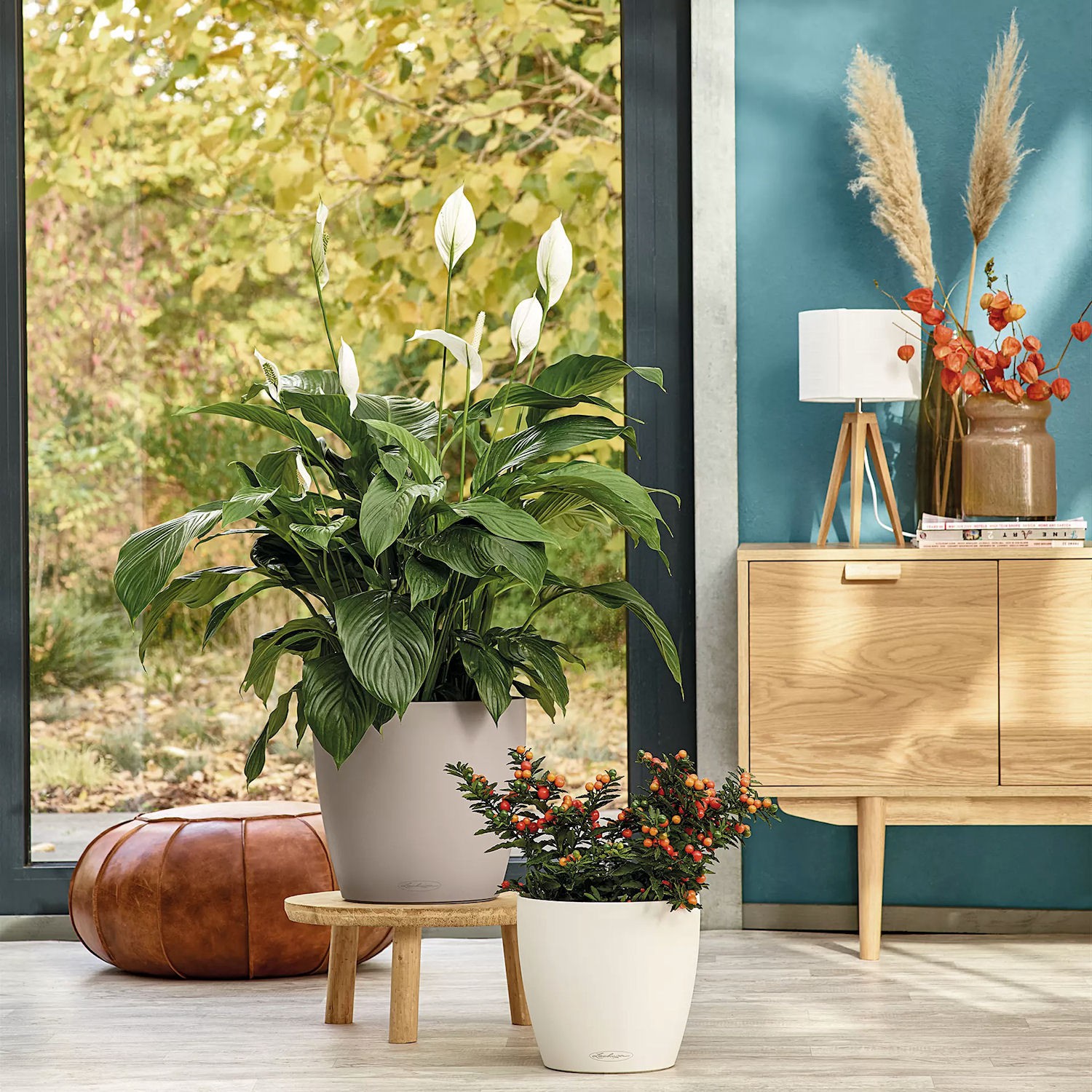 Lechuza CLASSICO color Donica