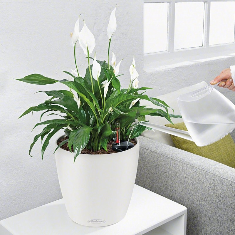 Lechuza Classico Color donica matowa