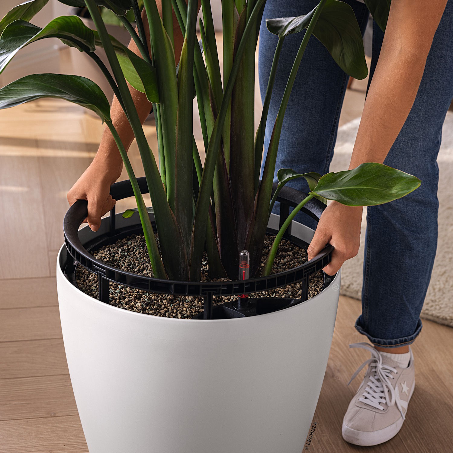 Lechuza CLASSICO color LS Donica