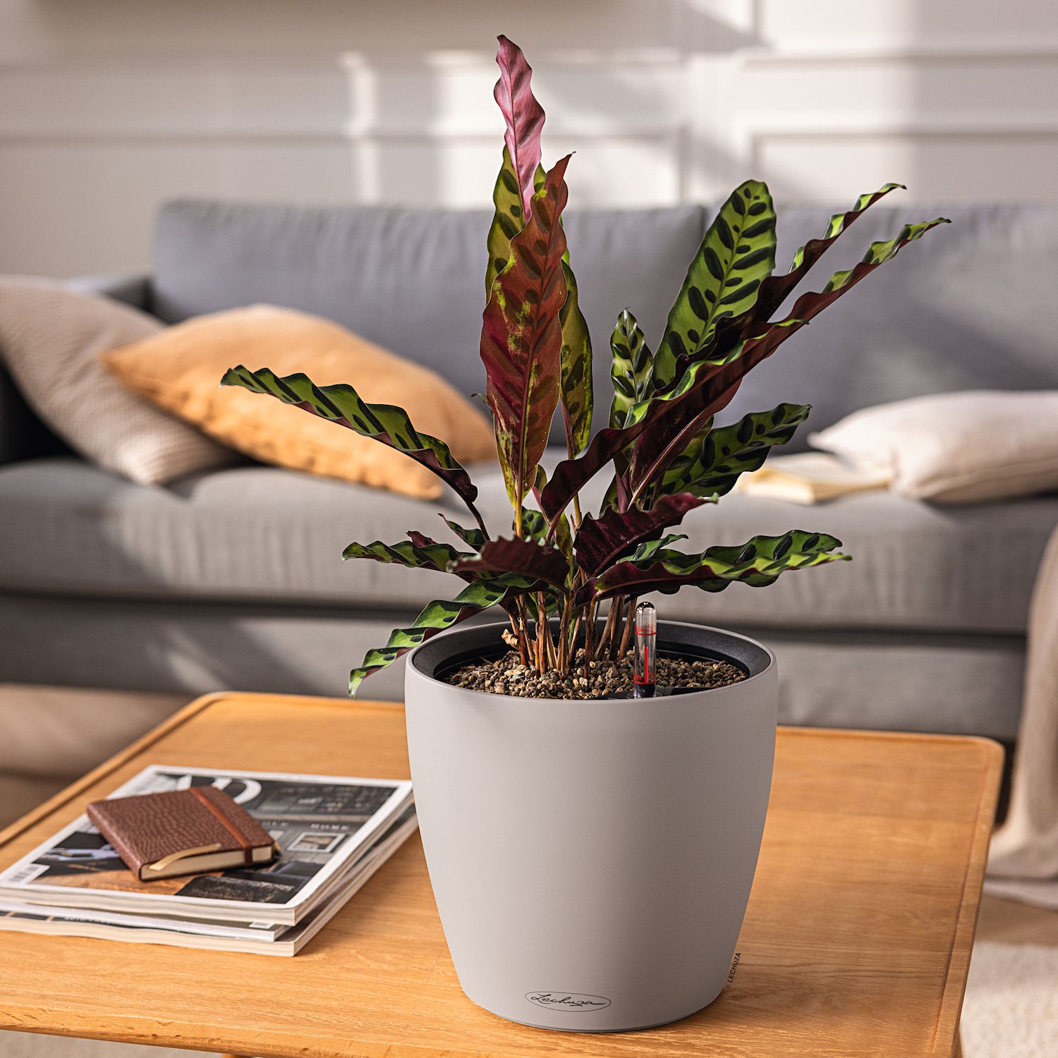 Lechuza CLASSICO color LS Donica