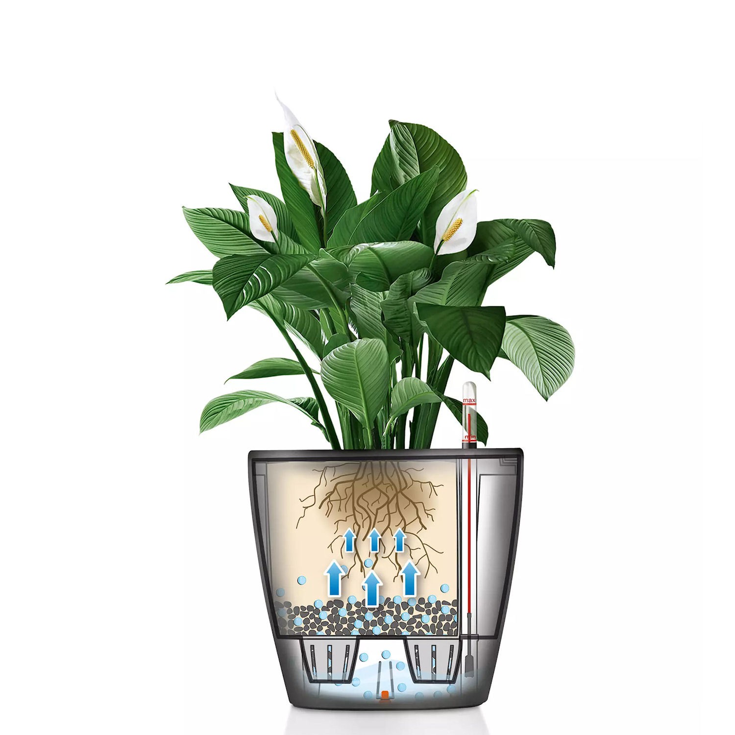 Lechuza CLASSICO color LS Donica