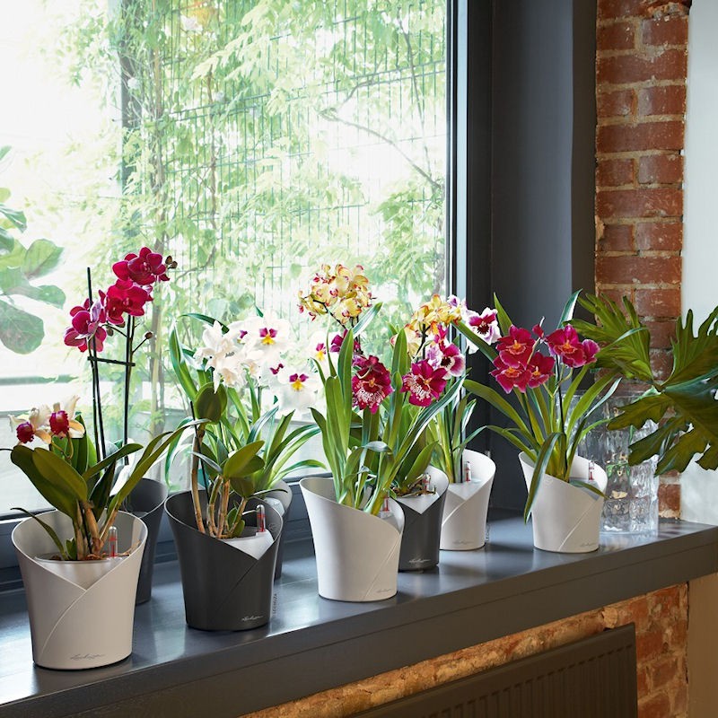 Lechuza ORCHIDEA color Doniczka