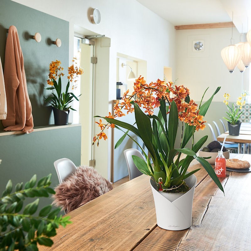 Lechuza ORCHIDEA color Doniczka