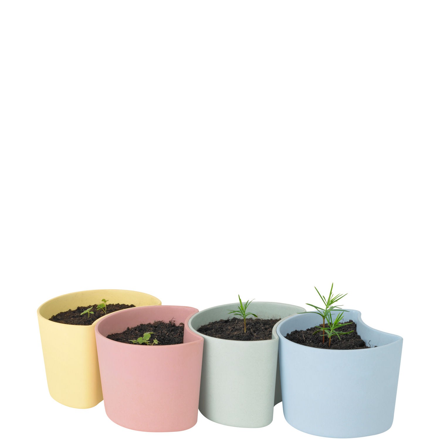 Rig-Tig Your Tree Doniczka z nasionami sosny