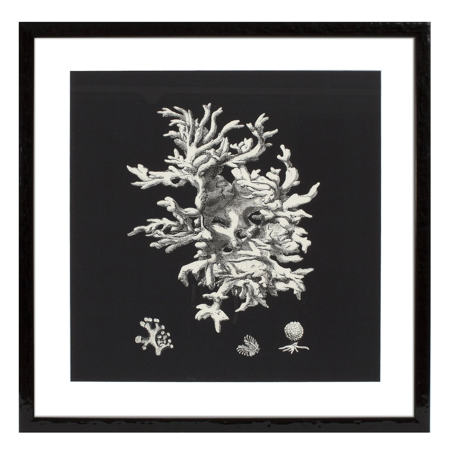 Eichholtz Black & Tan Corals EC191 zestaw 4 fotoobrazw