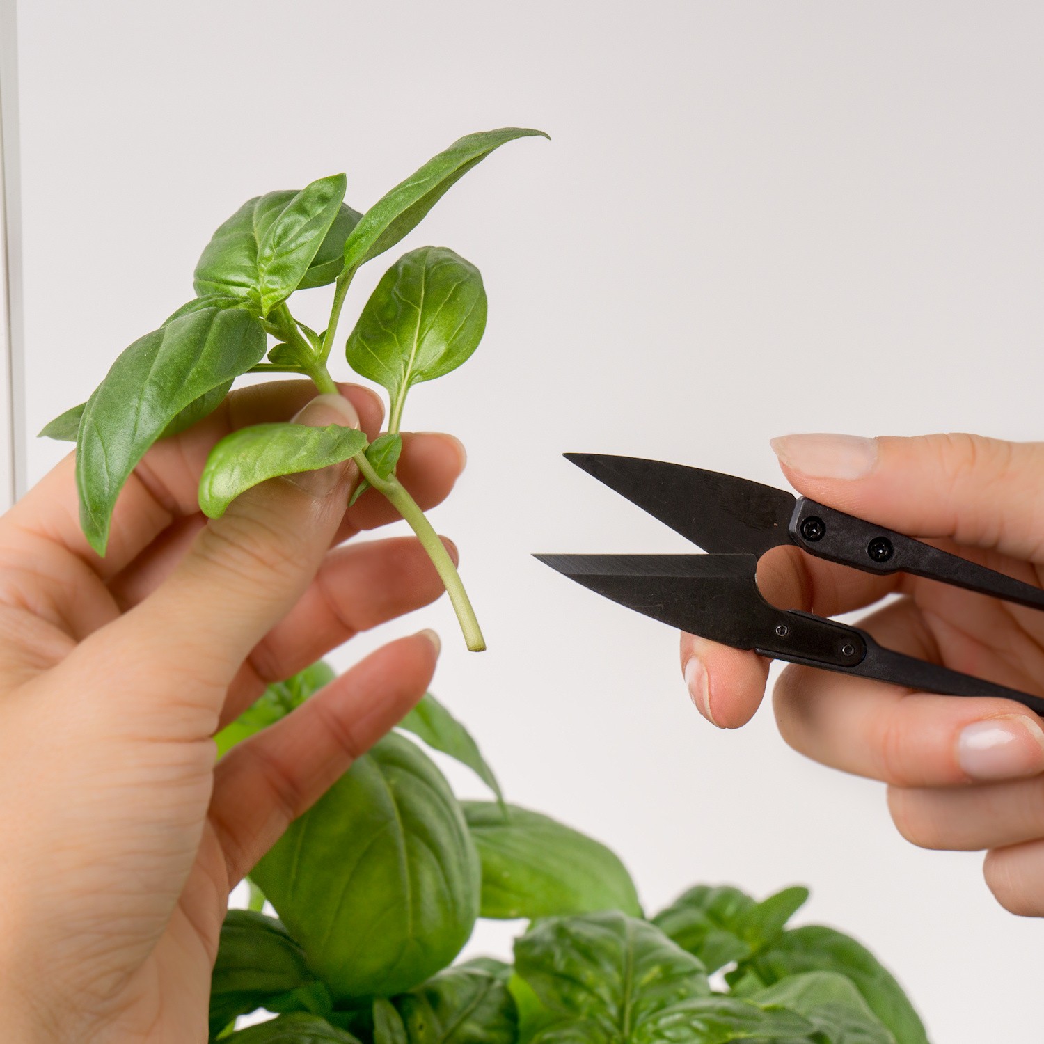 Veritable Mini noyczki do zi