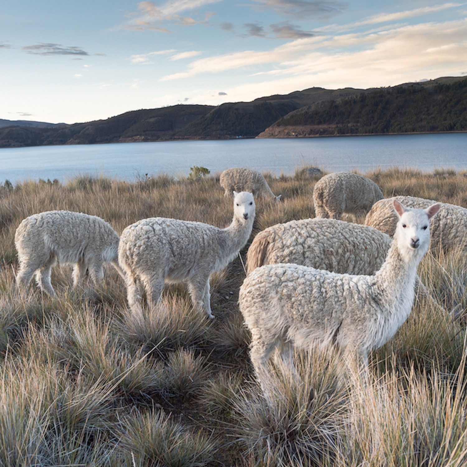MyAlpaca Kodra caoroczna, biaa lamwka 200x200 cm