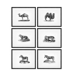 Eichholtz EC282 Historical Animals zestaw 6 fotoobrazw