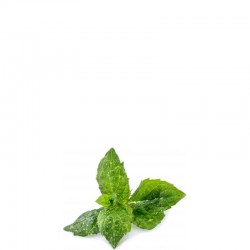 Veritable Lingot Wk�ad nasienny mi�ta