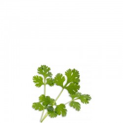 Veritable Lingot Wkad nasienny kolendra