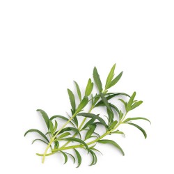 Veritable Lingot Wk�ad nasienny, zio�a nietypowe - hyzop organiczny