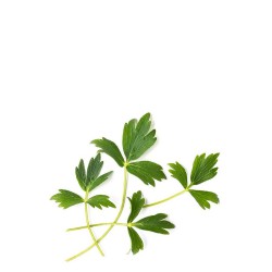Veritable Lingot Wkad nasienny, zioa nietypowe - lubczyk