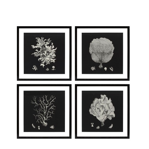 Eichholtz Black & Tan Corals EC191 zestaw 4 fotoobrazów
