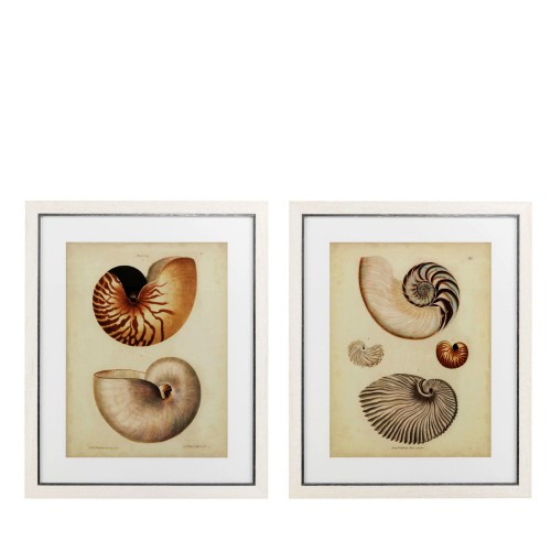 Eichholtz EC234 Antique Nautilus zestaw 2 fotoobrazów