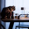 FOSCARINI Fleur lampa stoowa wiecca z wazonem na kwiaty zdjcie dodatkowe 5
