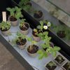 Eva Solo Simply Grow Spire Szklarnia zdjcie dodatkowe 5