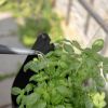 Eva Solo Simply Grow Szklarnia zdjcie dodatkowe 4